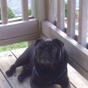 Meet your Posher, Wanda